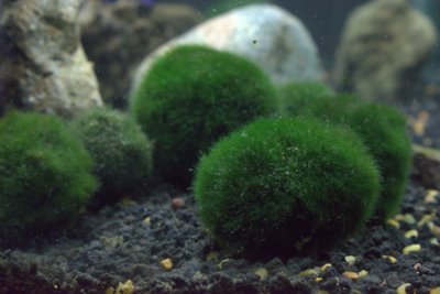 Marimo