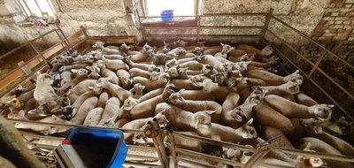 Petras ūkyje laiko 300 avių ir užsiima ėriukų eksportu