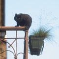 Neblaivi moteris Radviliškyje iš balkono išmetė katiną: jis neišgyveno