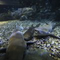 Honkongo pramogų parke atidarytas milžiniškas ryklių akvariumas