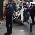 Policininkai išgelbėjo paklydusį grifą: klaidžiojo Madrido gatvėmis