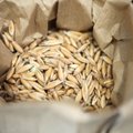 В Израиль доставили кошерную пшеницу из Литвы