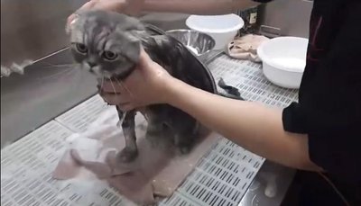 Vaizdas iš seminaro apie kačių nukailinimą su maudymu ir džiovinimu