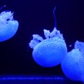 Didžiausia ir įspūdingiausia Kamo akvariumo medūzų kolekcija visame pasaulyje