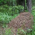 Nesėkmė grybaujant: pasiklydęs miške ratus suko aplink skruzdėlyną