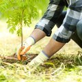 Nekaltas sodinukas tampa siaubu namo konstrukcijai: ekspertai pataria, kaip sodinti medžius, kad nekiltų problemų