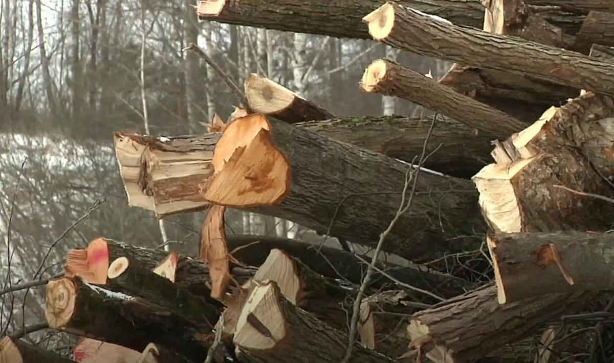 Kaišiadorių rajono gyventojai sunerimo išvydę drastiškai vieną po kito kertamus medžius.