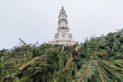 Rotušės aikštėje puošiama Kalėdų eglė / R. Tenio nuotr.