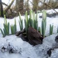 Pamarys pavasarį sutinka snieguolių žydėjimu