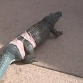Prieš 8 metus uodegos netekęs aligatorius gavo uodegos protezą