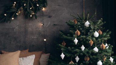 Tokio grožio eglučių ir kėnių reikia gerai paieškoti – Christmastree Lietuva į namus atveš tikras Kalėdas