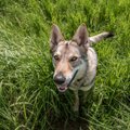 Nesuvokiamas elgesys Vilkaviškio rajone: pririštą šunį vyras daužė plaktuku