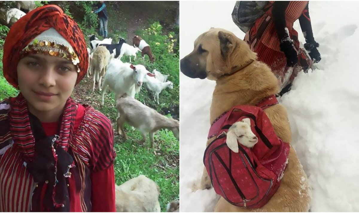 Mergaitė ir jos šuo išgelbsti ožką ir jos ką tik gimusį ožiuką