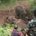 Širdį draskantis vaizdas: dramblio jauniklis nesitraukia nuo mirusios mamos