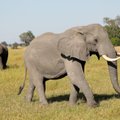 Kruvini doleriai: drambliais turtingos Afrikos šalys reikalauja atnaujinti prekybą dramblio kaulu