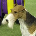 Vestminsterio klubo šunų parodoje pagrindinį prizą laimėjo šiurkščiaplaukis foksterjeras