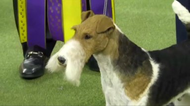 Vestminsterio klubo šunų parodoje pagrindinį prizą laimėjo šiurkščiaplaukis foksterjeras