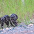 Malaizijos draustinyje nufilmuoti reti Borneo debesuotieji leopardai