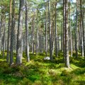 Nori riboti miško žemės įsigijimą: nebūtų galima turėti daugiau nei 1,5 tūkst. ha