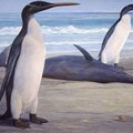 Naujojoje Zelandijoje aptikti 1,3 metro pingvinai