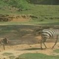 Kubos zoologijos sode pasaulį išvydo zebrės ir asilo mišrūnas