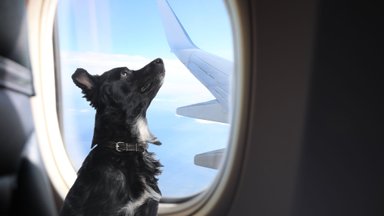 Pradedami specialiai šunims skirti skrydžiai: lėktuve – nuo SPA procedūrų iki specialaus valgiaraščio