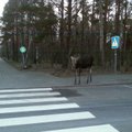 Atvykstančius į kurortą stebina mielai pozuojantis briedis