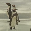Londono čiuožyklos atidaryme dalyvavo pingvinai