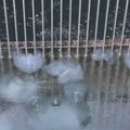 Izraelio elektrinėje - pavojus dėl medūzų antplūdžio