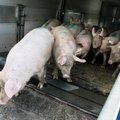 Jonavos rajono „Beržų komplekse“ įtariamas kiaulių maras