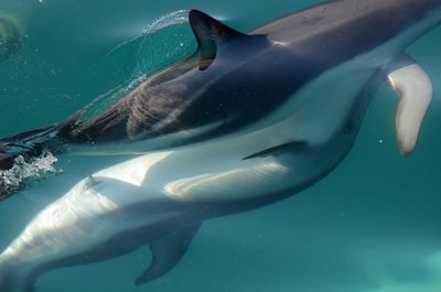 Delfinių kūnus ištyrinėję mokslininkai aptiko funkcionuojantį klitorį. Patricia Brennan/Dara Orbach nuotr.
