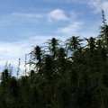 Германия легализовала марихуану