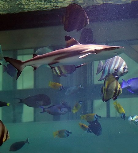  Baltapelekis ryklys prekybos centro akvariume 