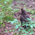 Įspėja miško lankytojus: neskubėkite gelbėti ant žemės rastų erelių jauniklių, jais pasirūpins tėvai