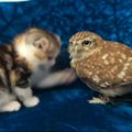 Kačiuko ir pelėdos draugystės vaizdo įrašas Japonijoje tapo interneto hitu