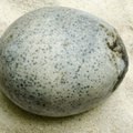Sveikutėlį Romos imperijos laikų kiaušinį aptikę archeologai negalėjo patikėti savo akimis pamatę, kas buvo jo viduje praėjus 1700 metų