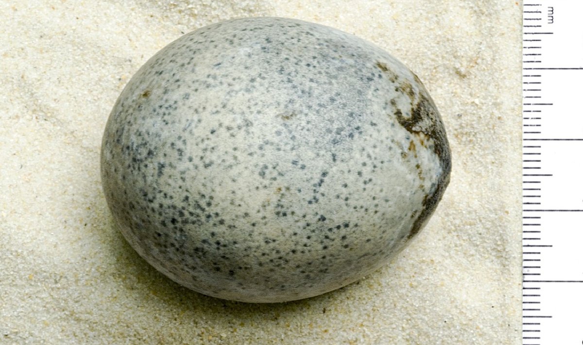 Romos laikų vištos kiaušinis, aptiktas netoli Londono. Oxford Archaeology nuotr.