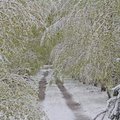 Lietuvą pasiekė audringas ciklonas: sulauksime šlapdribos, sniego ir pūgos