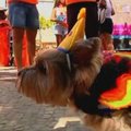 Brazilai demonstravo savo keturkojus draugus kasmetiniame šunų parade Rio de Žaneire