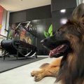 Dubajuje duris atvėrė sporto klubas šunims: keturkojai atvyksta iš visos šalies