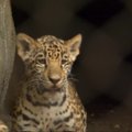 Debiutas Hjustono zoologijos sode: pasivaikščioti išsirengė jaguaro mažyliai