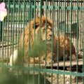 Zoologijos sodo šeimininkas pratrūko: o kas tas gyvūnų teises sugalvojo?