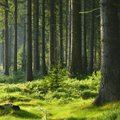Pagreitinamas būtinųjų miško sanitarinės apsaugos priemonių taikymas