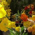 Kokiomis gėlėmis ir augalais bus papuošta Abatija per karūnavimo ceremoniją