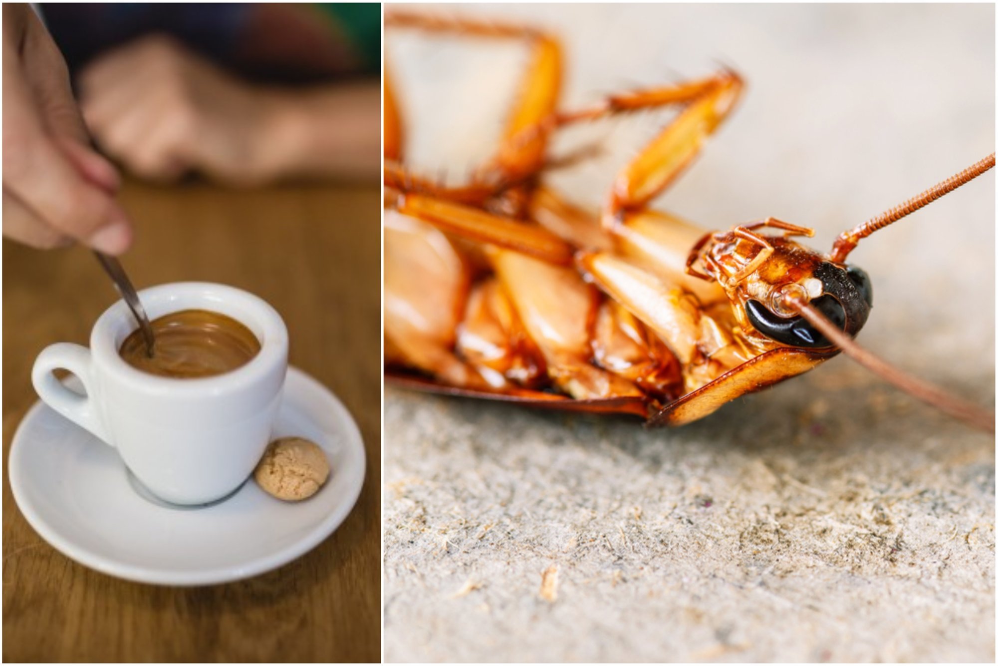 Fake or true your coffee might contain grounded cockroaches Delfi EN