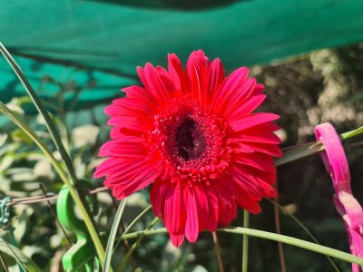 Gerbera