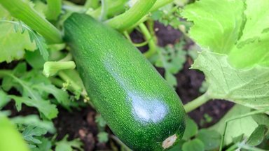 Stebuklinga daržovė, kurios nauda organizmui – nenuginčijama: palaiko skysčių balansą ir šalina kenksmingas medžiagas