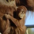 Išgyvenusi orangutano jauniklė atšventė pirmąjį gimtadienį