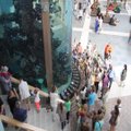 Į aukščiausią Lietuvos akvariumą prileista įspūdingų žuvų