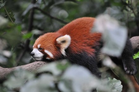 Mažoji panda ilsisi
